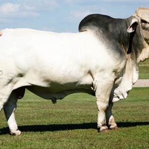 BRAHMAN CATTLE