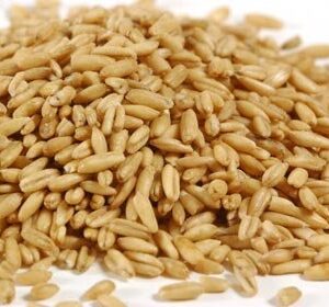 Oats kernel