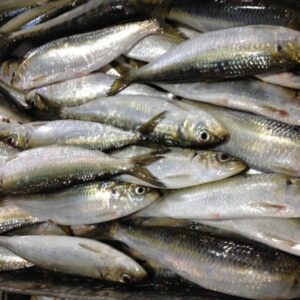Frozen Sardin Fish