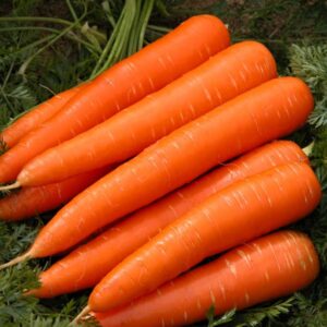 FRESH CARROTS
