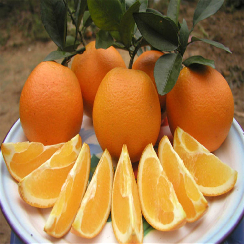 New-Crop-Fresh-Naval-Orange