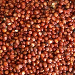Red Sorghum