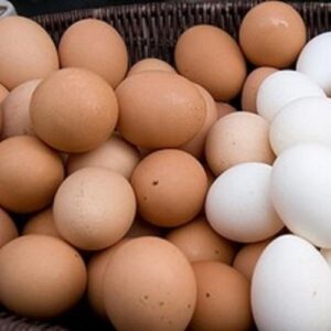 Fresh chicken Eggs