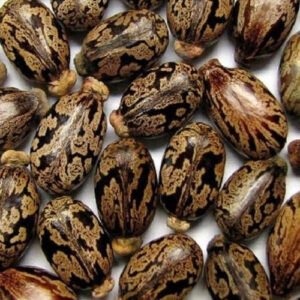 Castor seeds