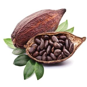 COCOA/ CACAO/ CHOCOLATE BEAN