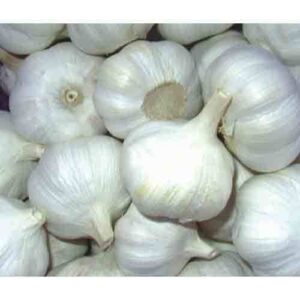 Pure white garlic