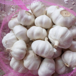 Normal white garlic